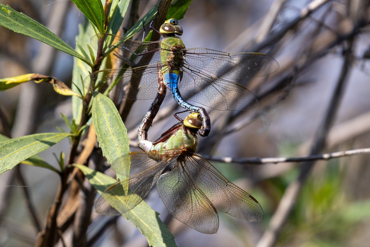 Common Green Darner - ML644168819