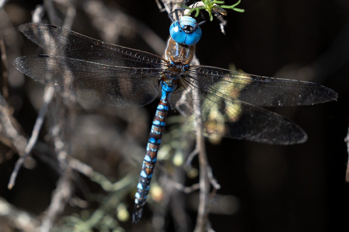 Blue-eyed Darner - ML644168830
