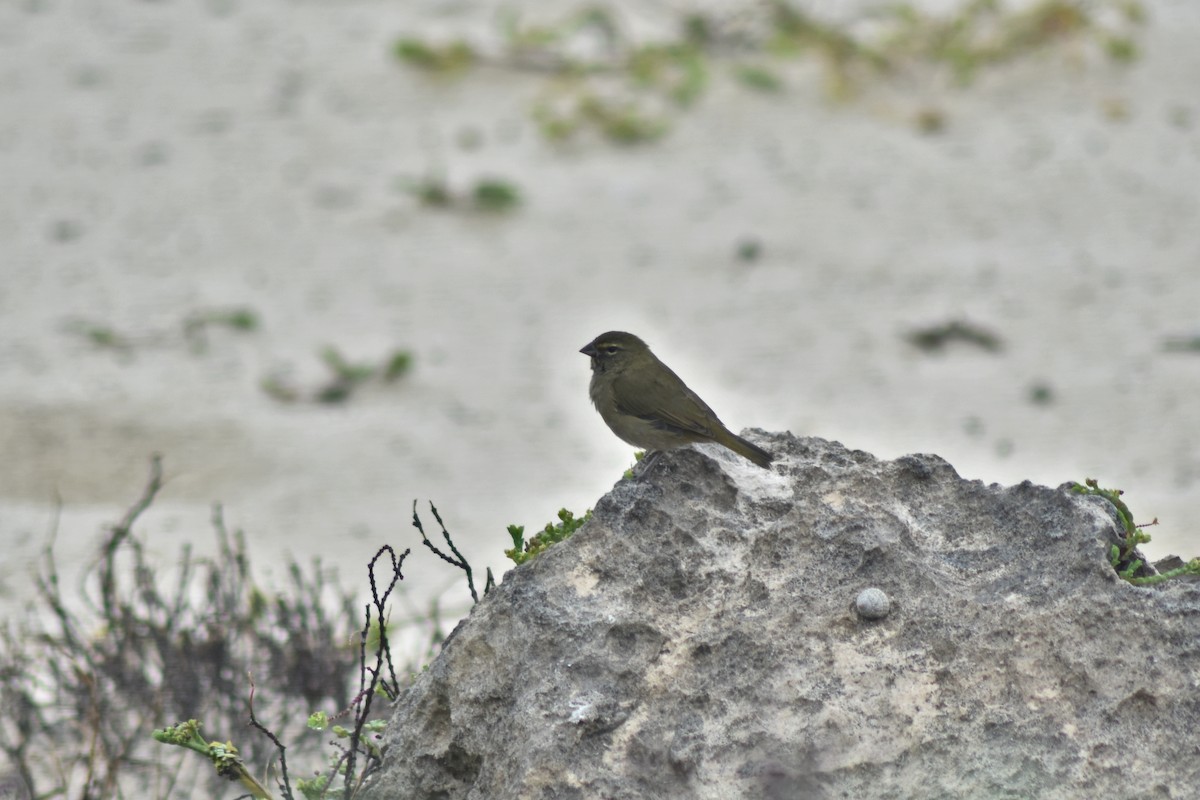 Yellow-faced Grassquit - ML644168838