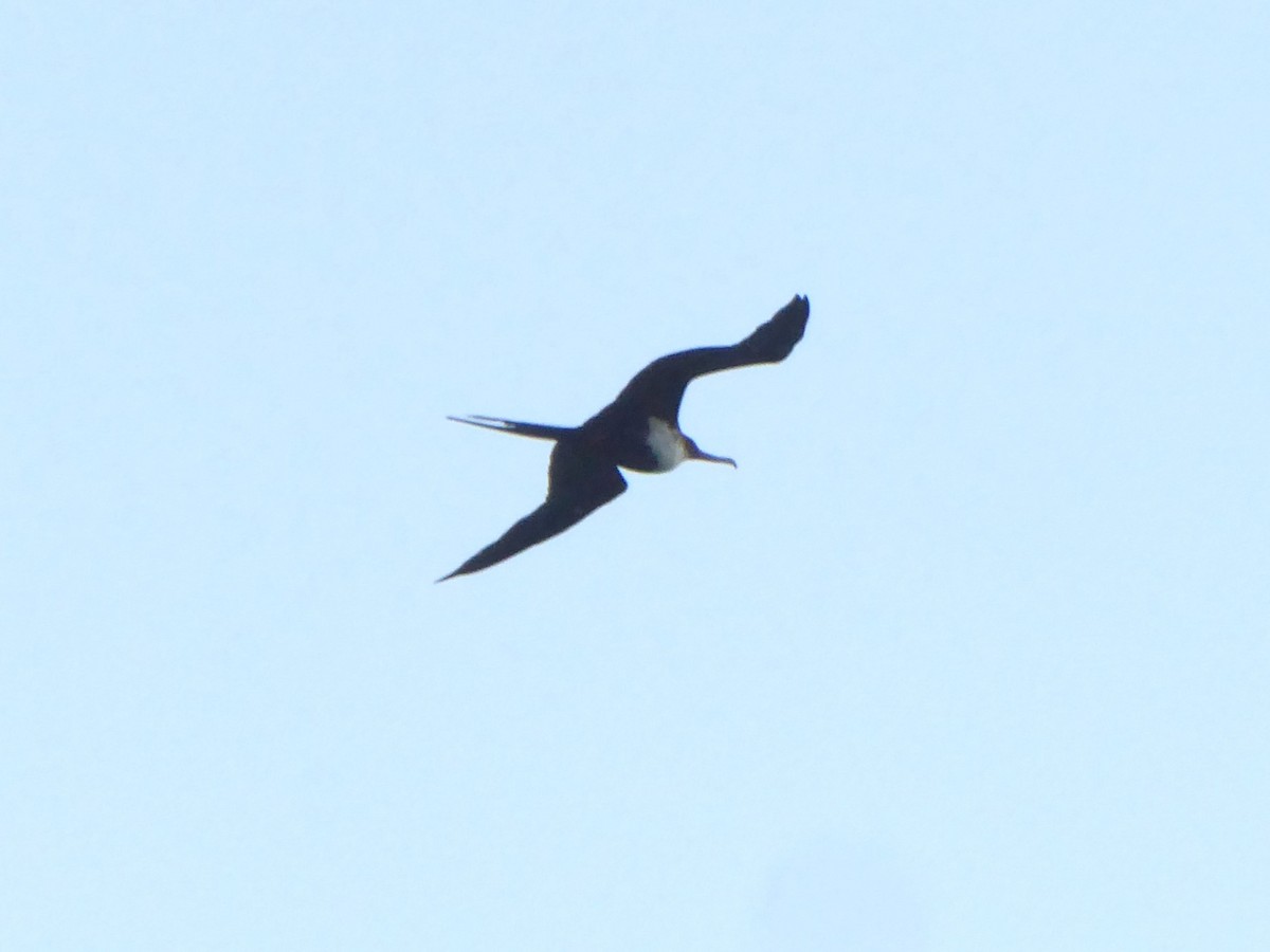 Great Frigatebird - ML644168856