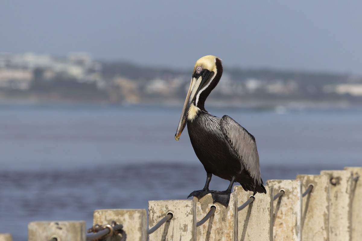 Brown Pelican - ML644168867