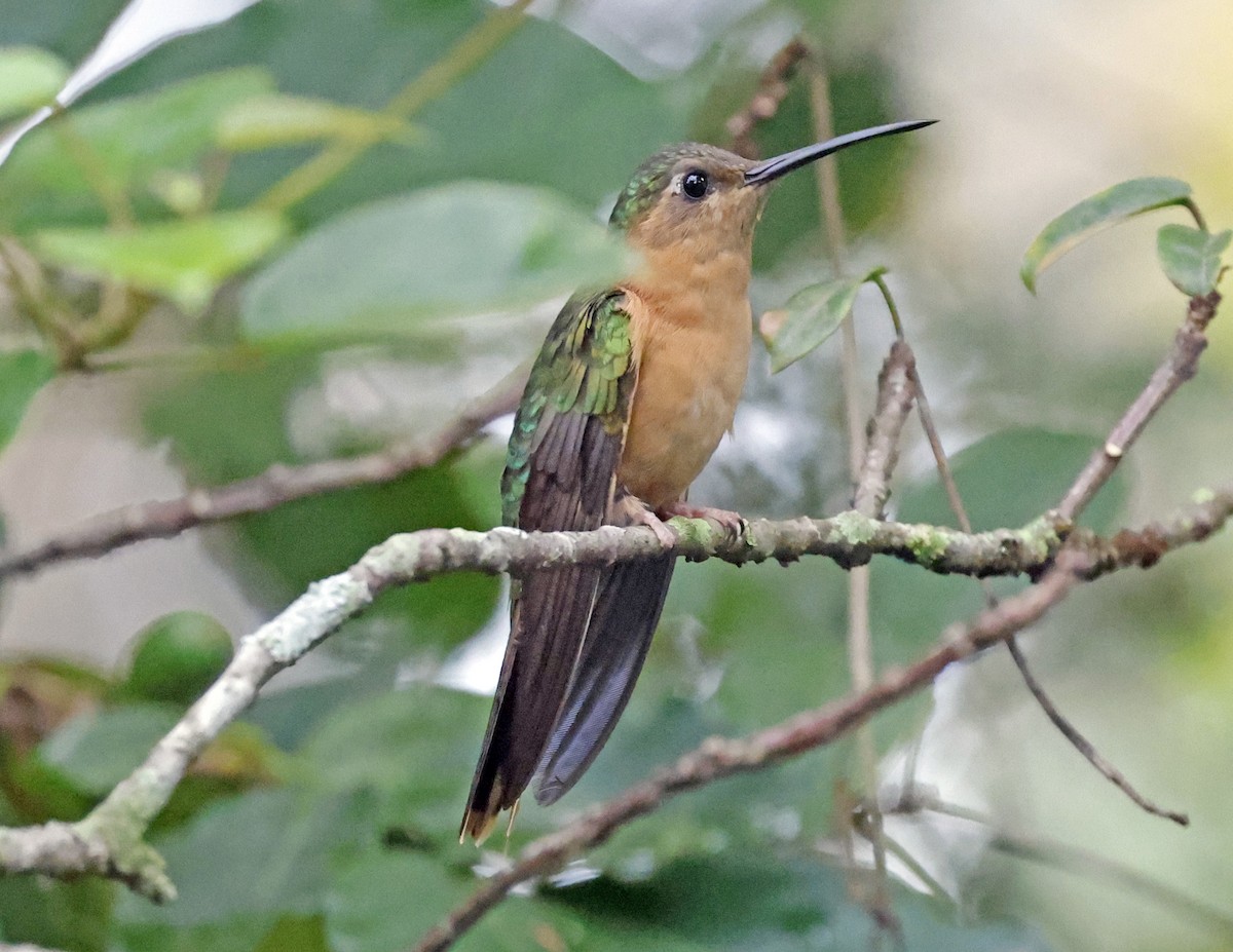 Rufous Sabrewing - ML644168879