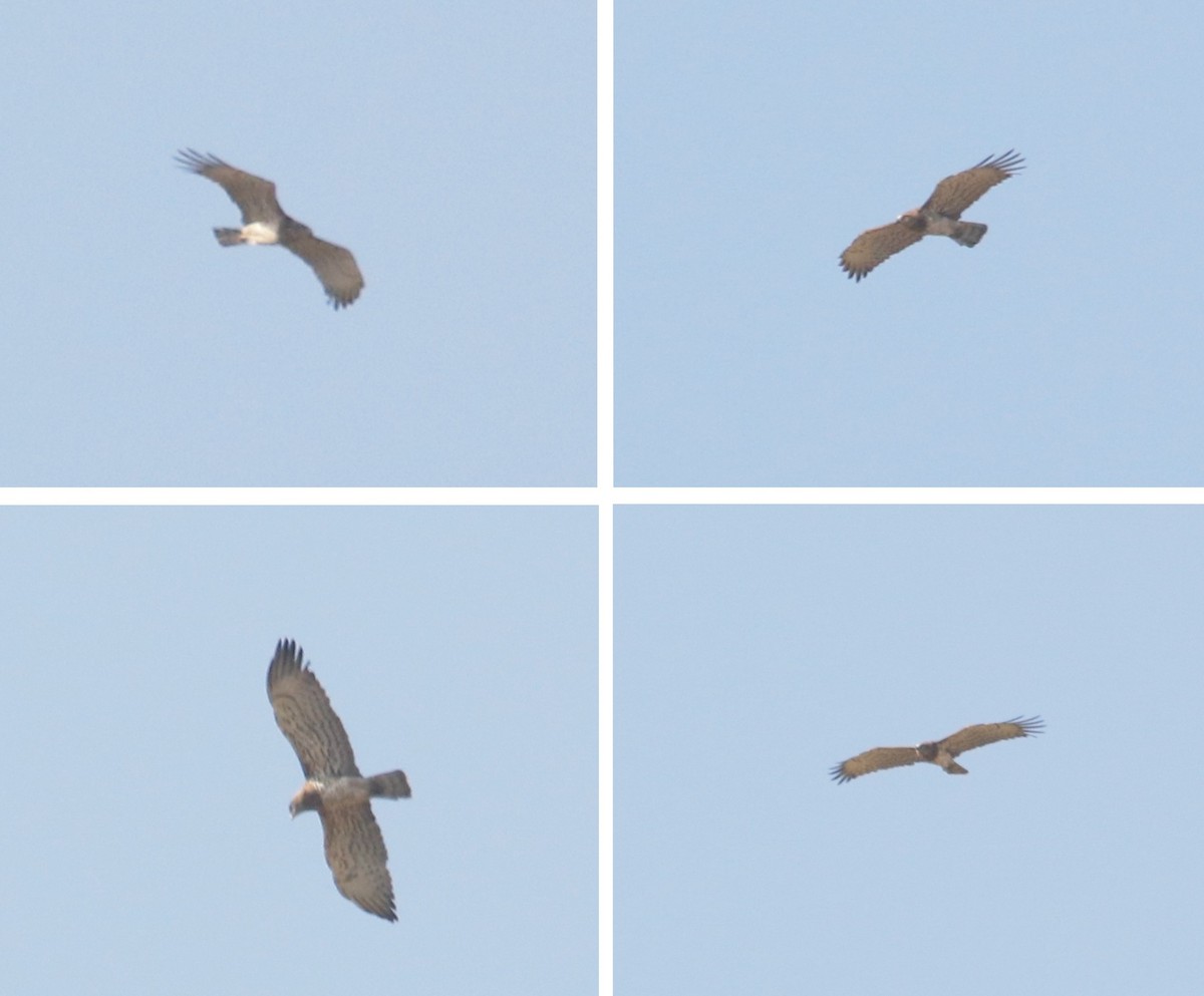 Short-toed Snake-Eagle - ML644168885