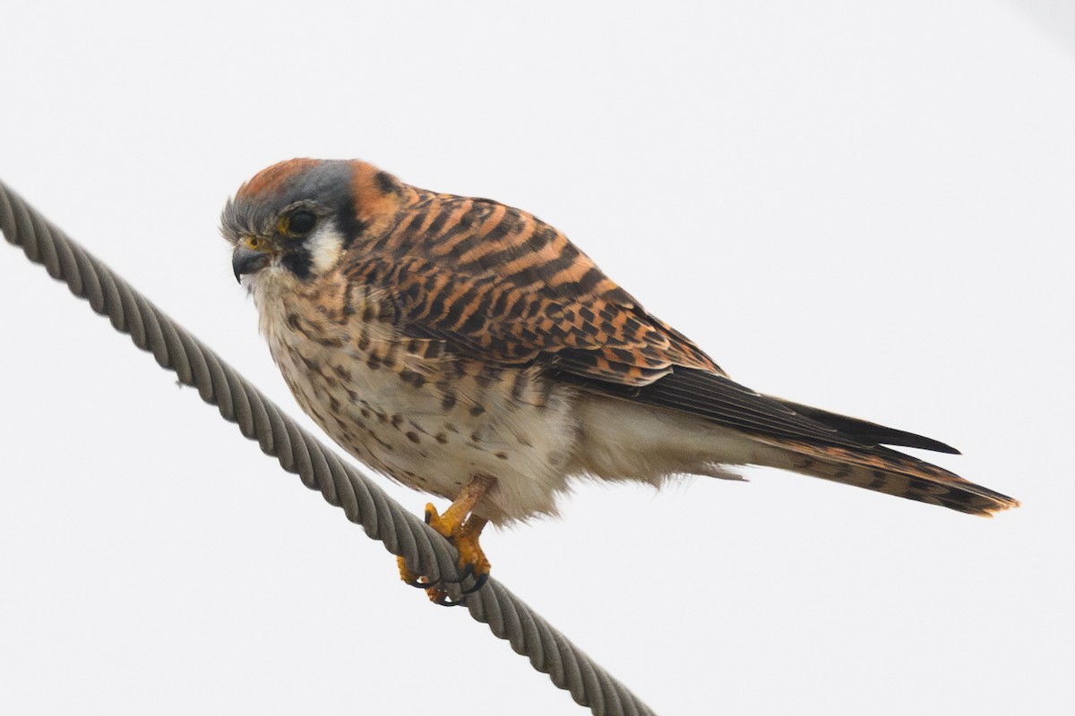 American Kestrel - ML644168890