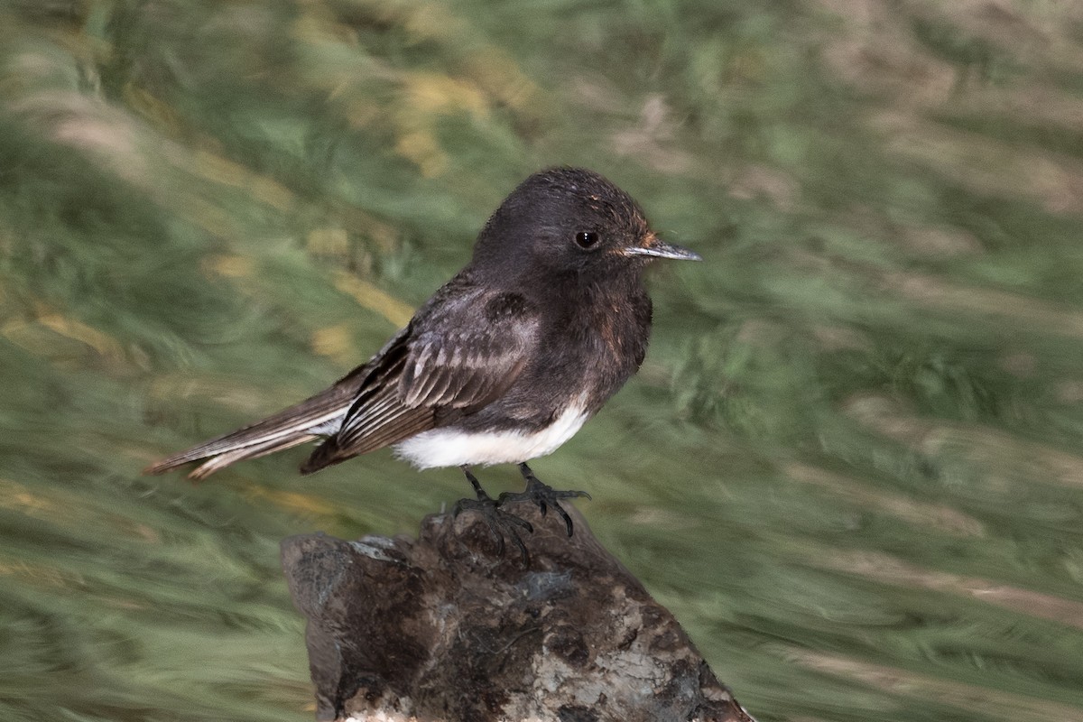 Black Phoebe - ML644168892