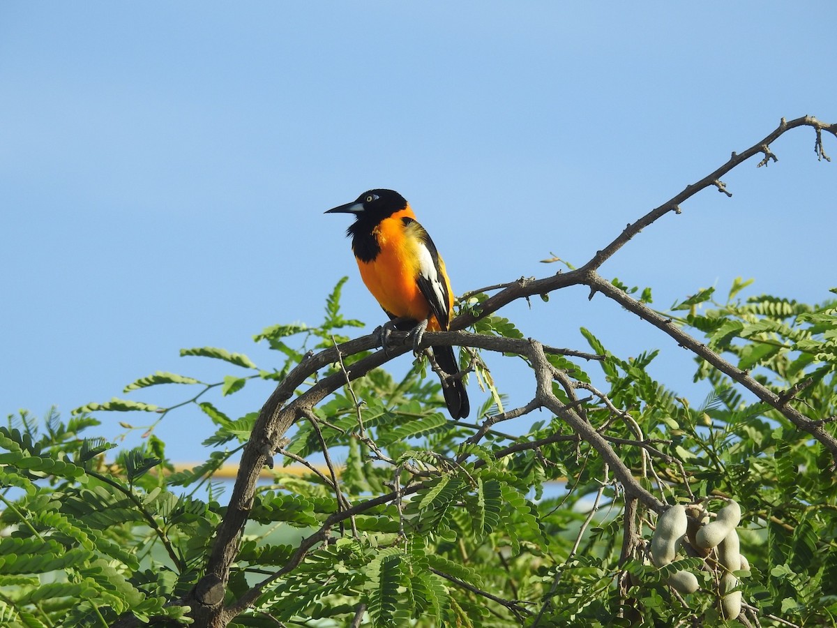 Venezuelan Troupial - ML644168914