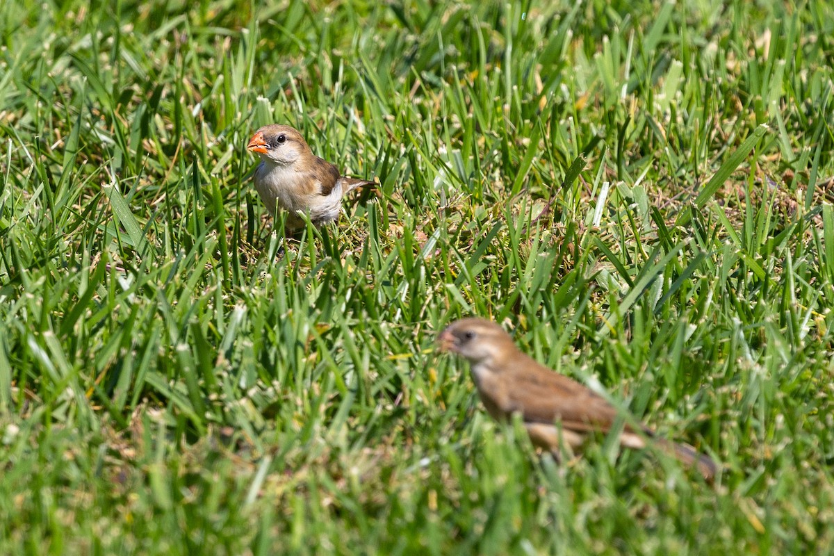 Pin-tailed Whydah - ML644168916