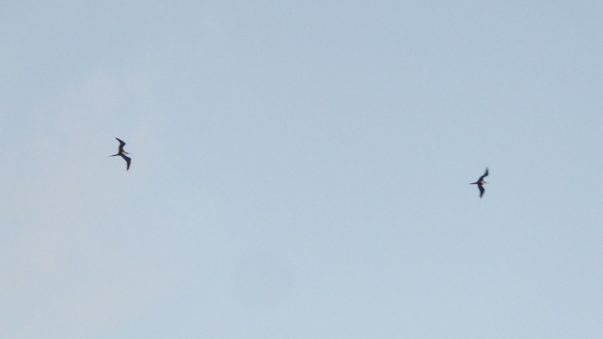 Great Frigatebird - ML644168919