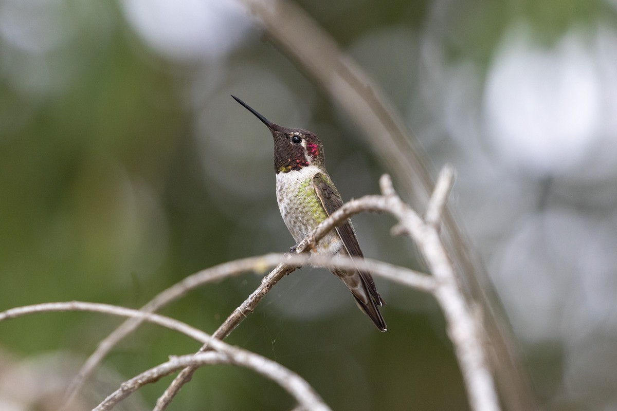 Anna's Hummingbird - ML644168932