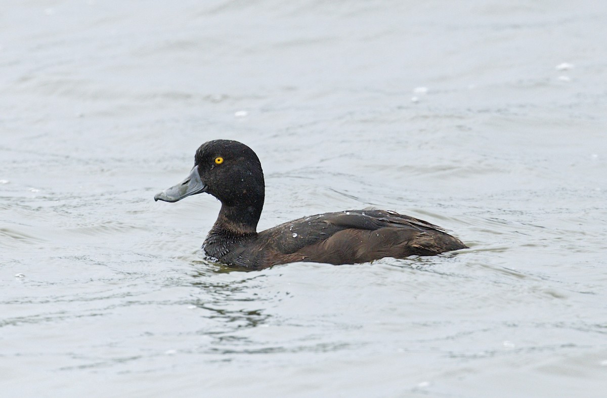 New Zealand Scaup - ML644168940