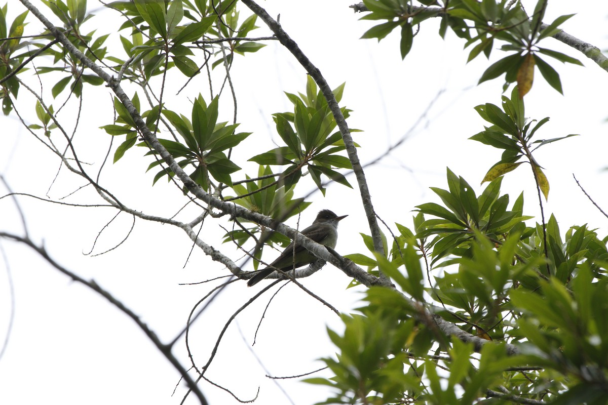 Swainson's Flycatcher - ML644168941