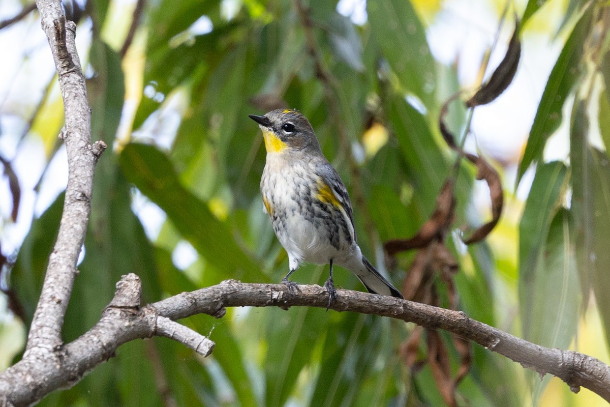 Yellow-rumped Warbler - ML644168950