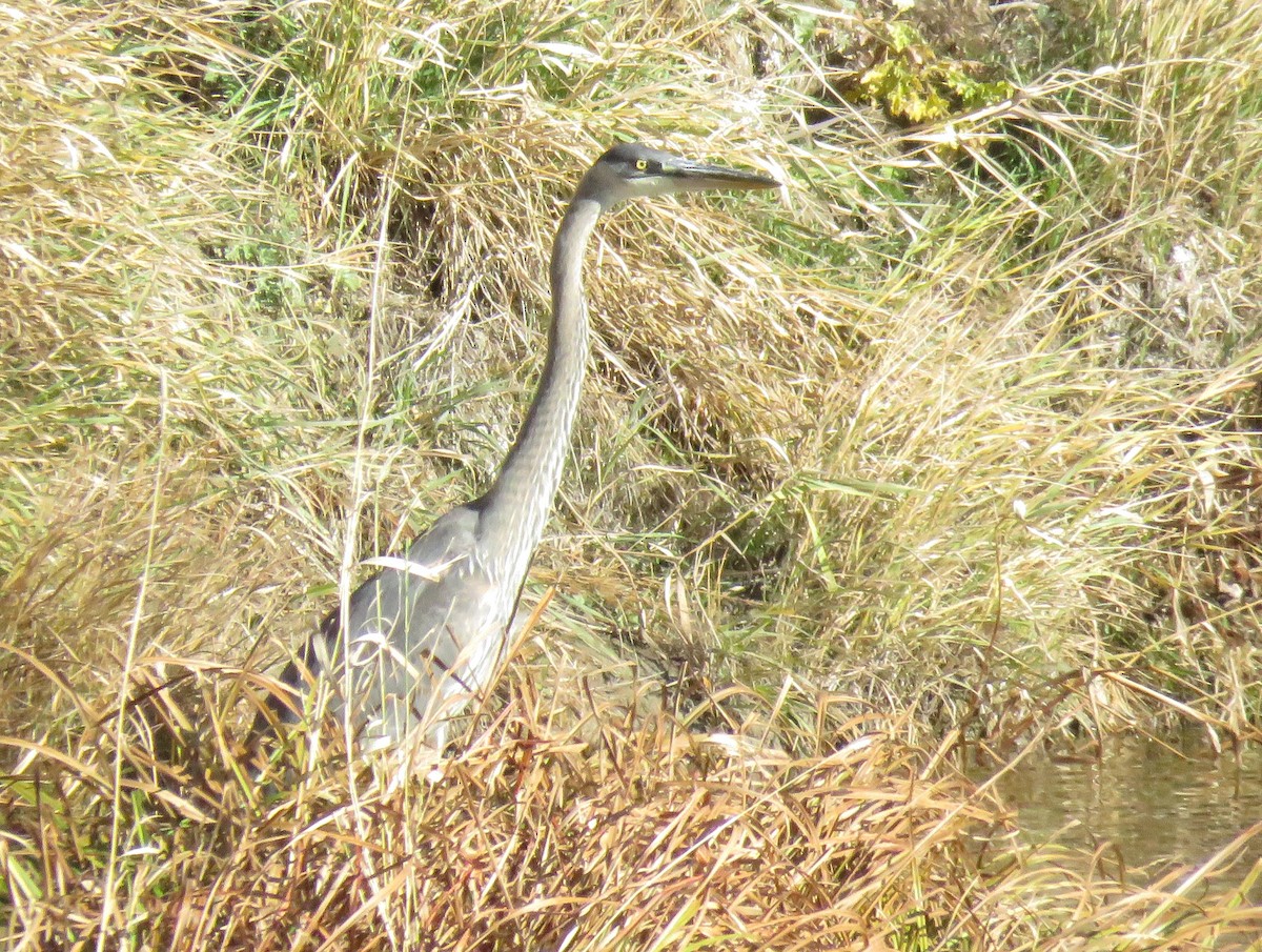 Great Blue Heron - ML644168955