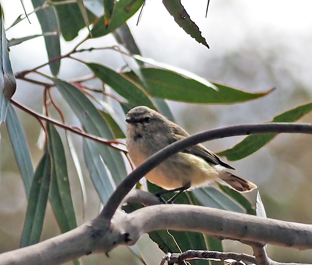 コバシムシクイ - ML644168959