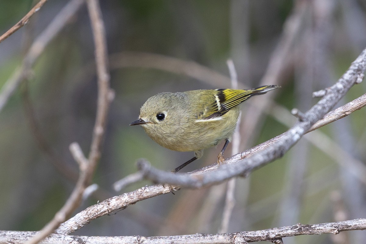 Ruby-crowned Kinglet - ML644168963