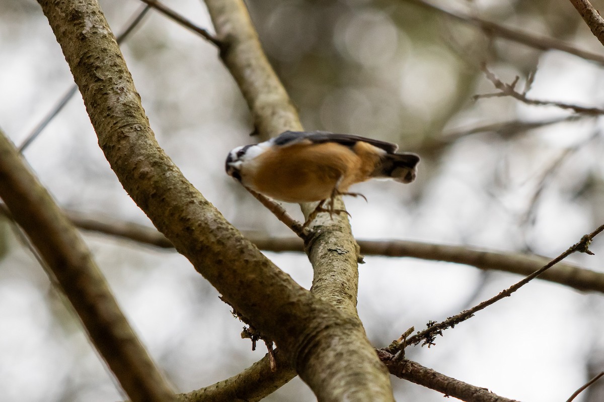 ムネアカゴジュウカラ - ML644168973