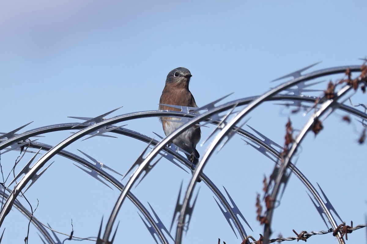 Eastern Bluebird - ML644168983