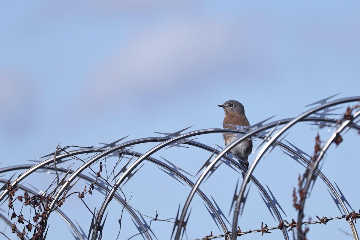 Eastern Bluebird - ML644168984