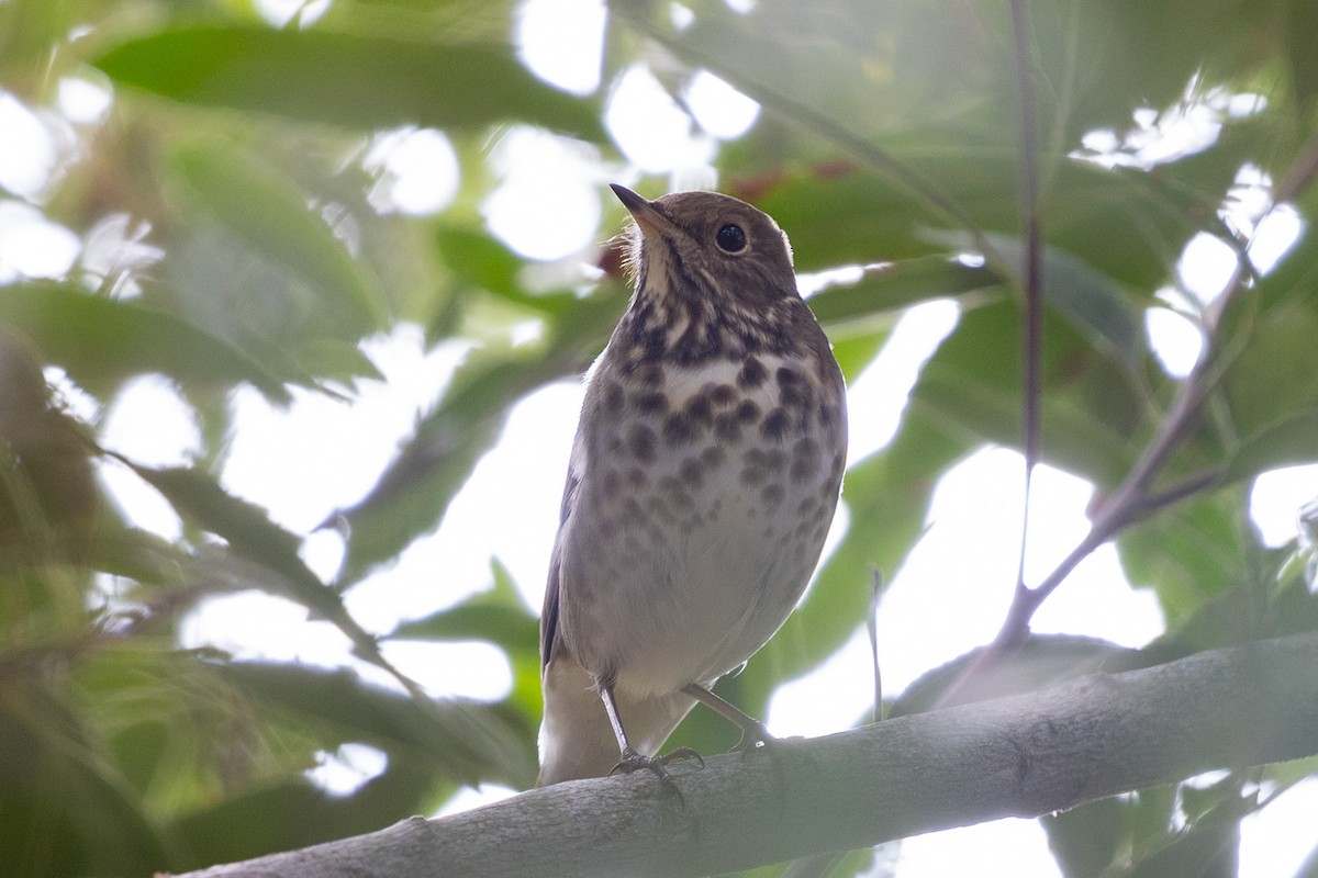 Hermit Thrush - ML644168986