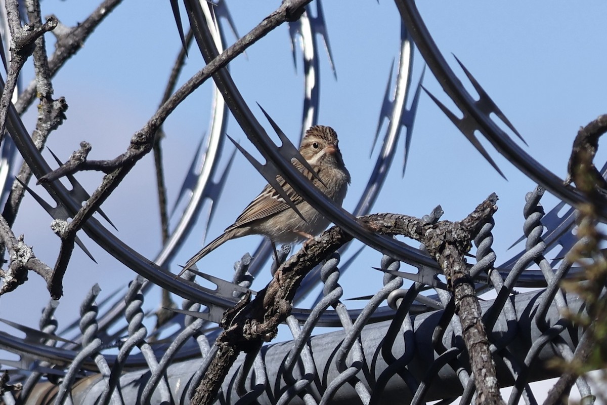 Clay-colored Sparrow - ML644169001