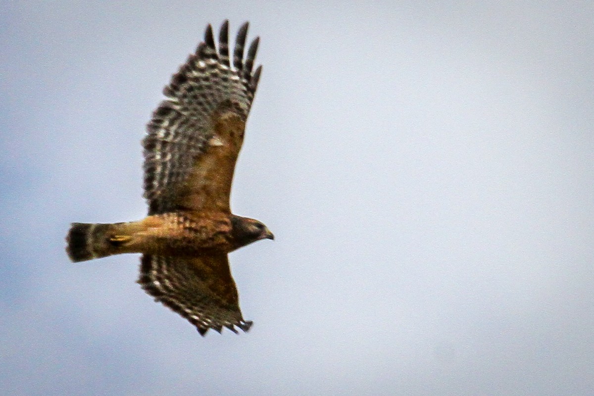 Red-shouldered Hawk - ML644169012