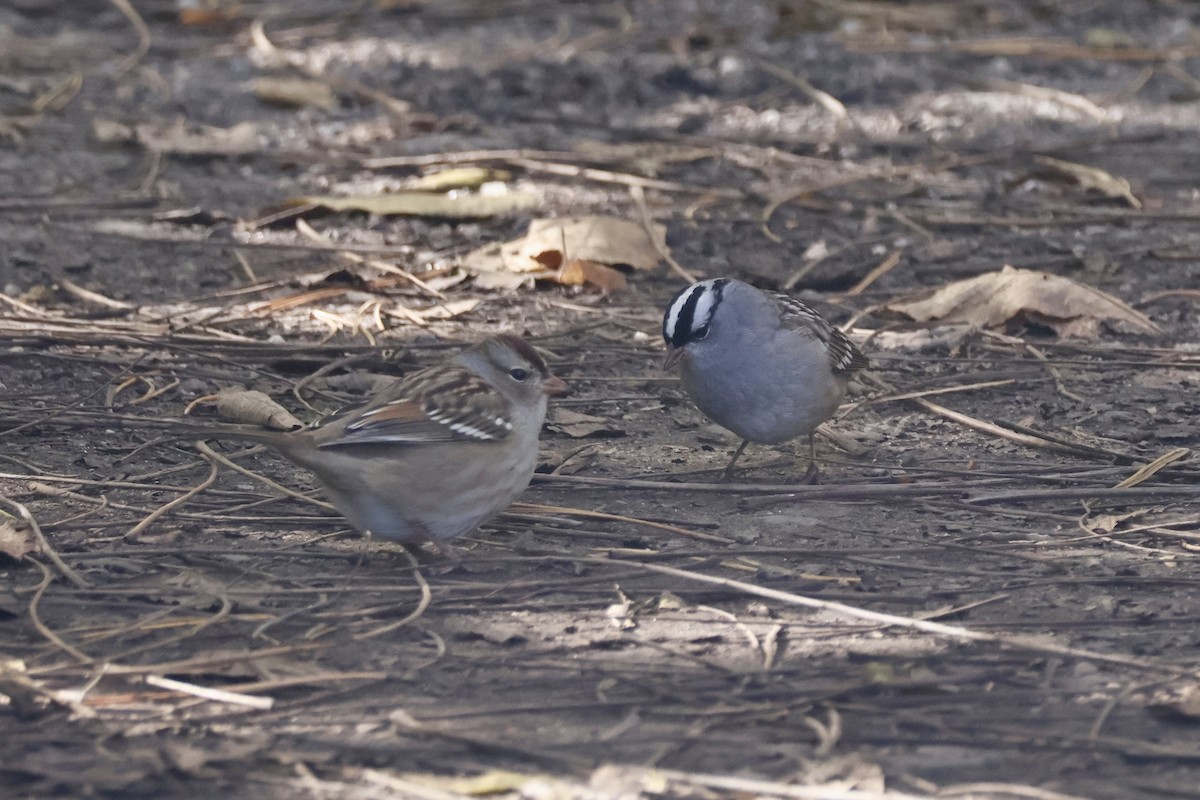 White-crowned Sparrow - ML644169017
