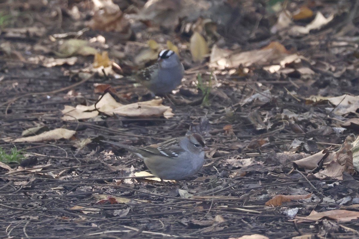White-crowned Sparrow - ML644169018