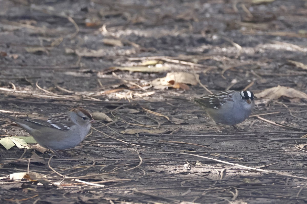 White-crowned Sparrow - ML644169019