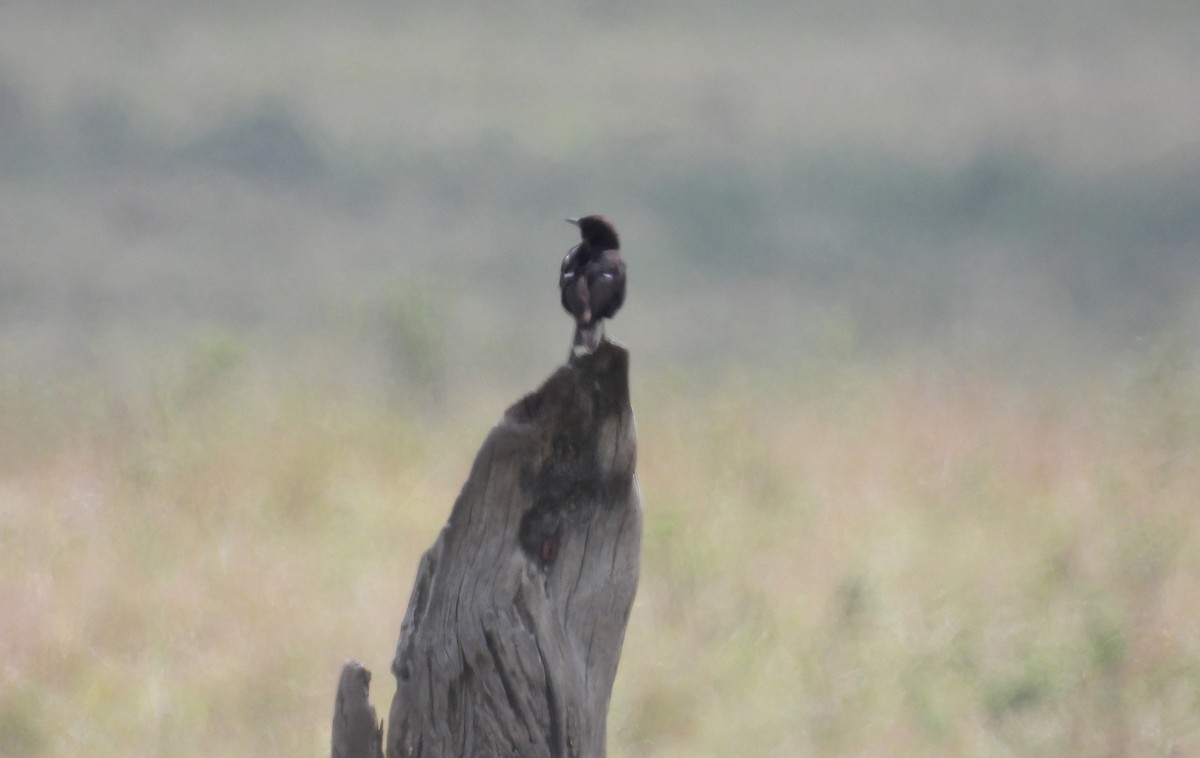 Northern Anteater-Chat - ML644169021