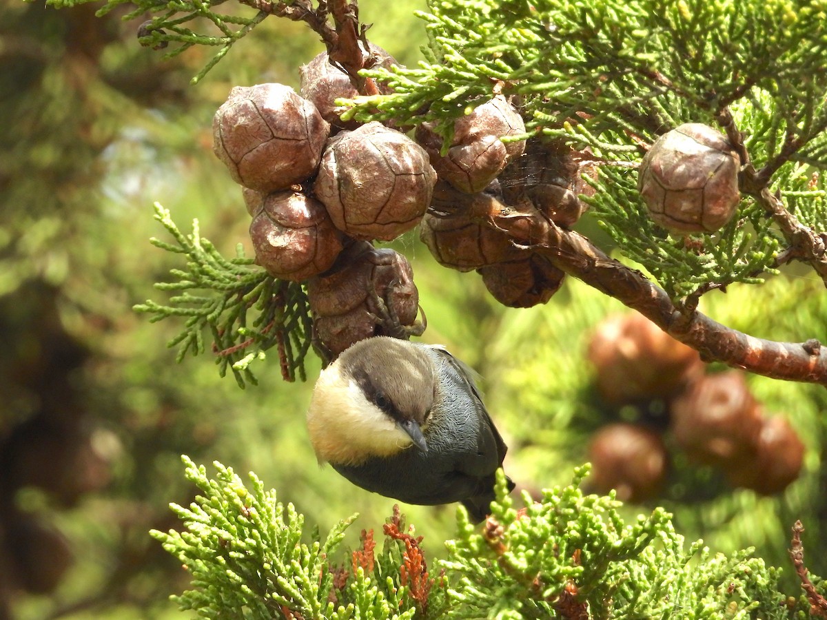 pygméspettmeis - ML644169033