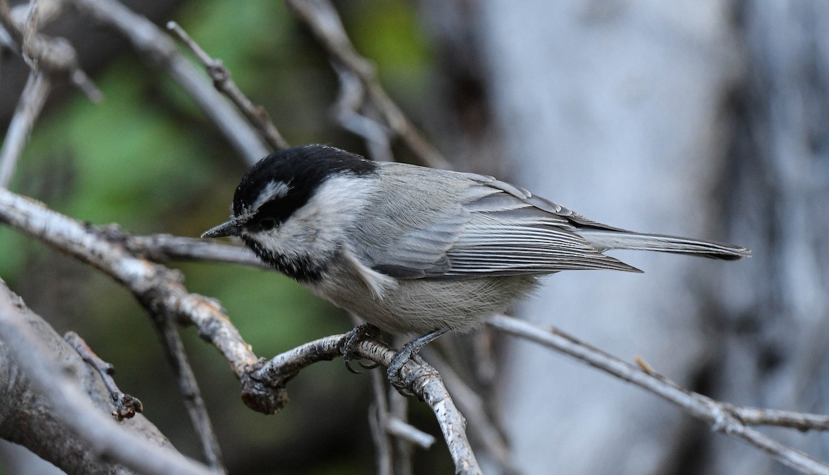 Mésange de Gambel - ML644169040