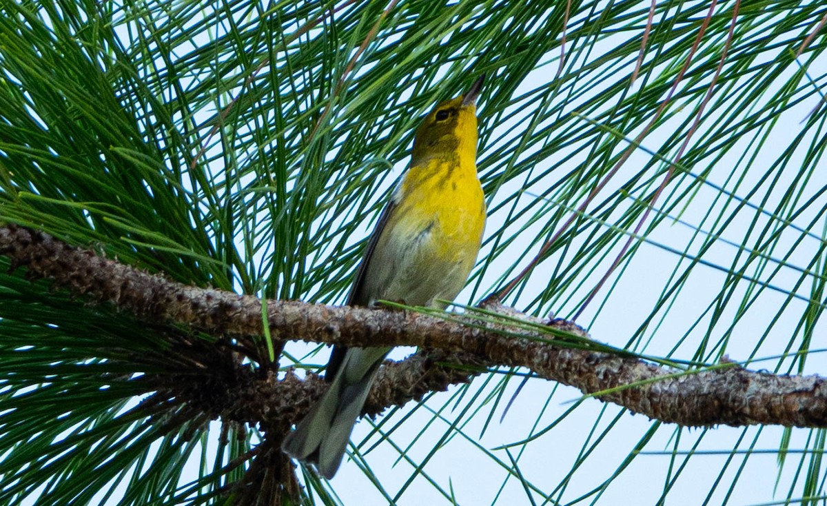 Pine Warbler - ML644169041