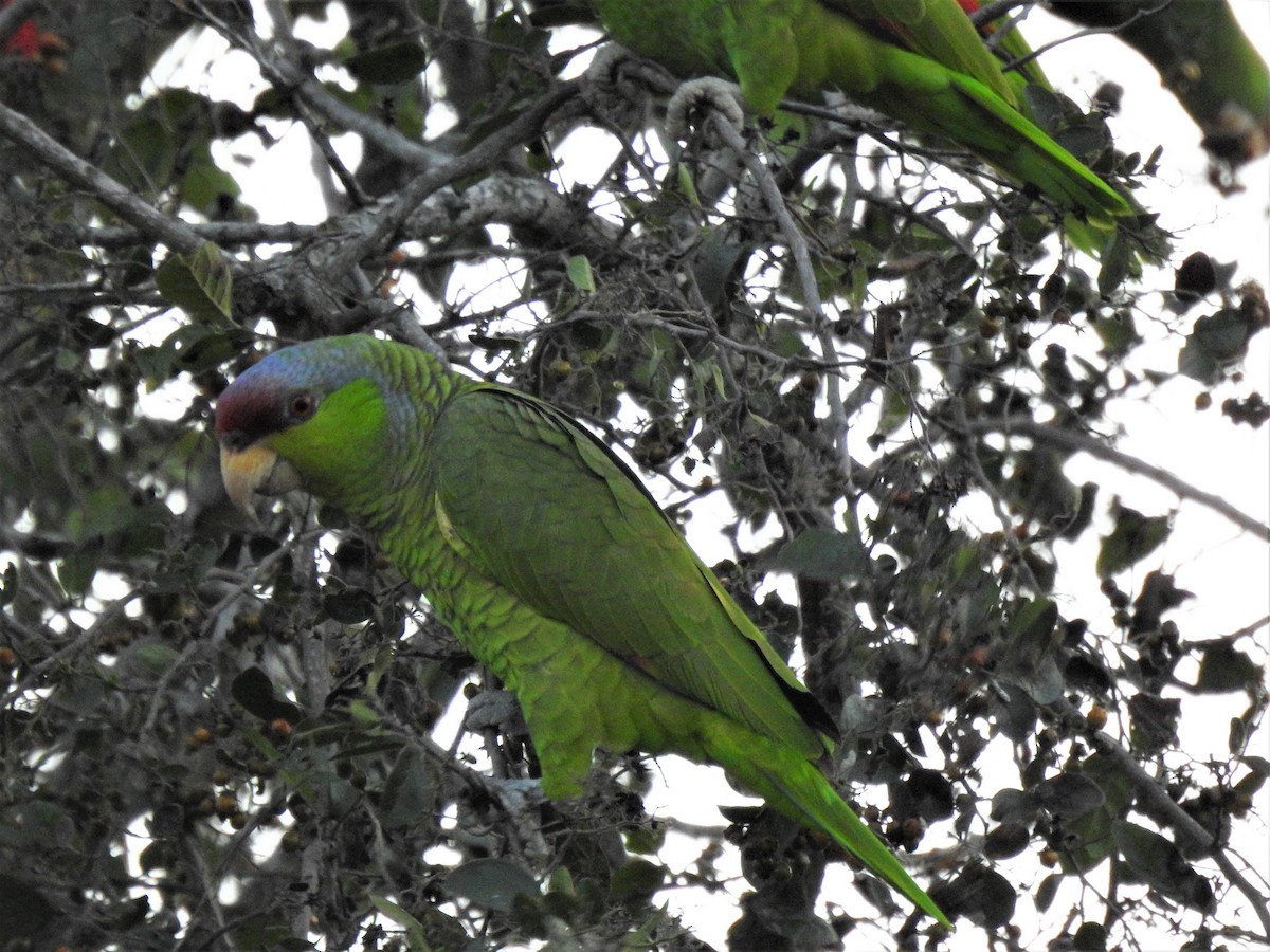 Lilac-crowned Amazon - ML644169045