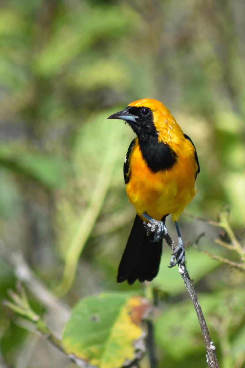 Hooded Oriole - ML644169046