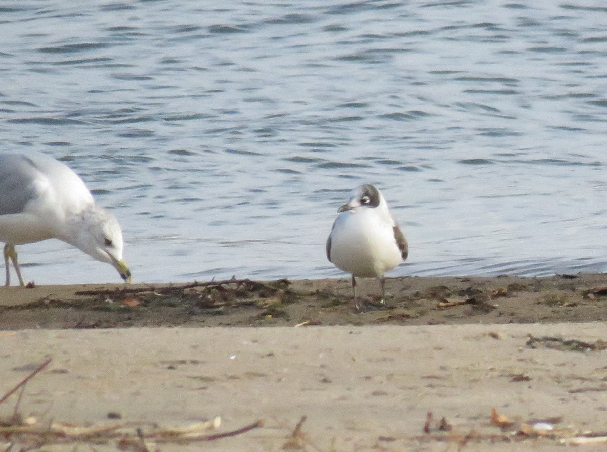 Franklin's Gull - ML644169054
