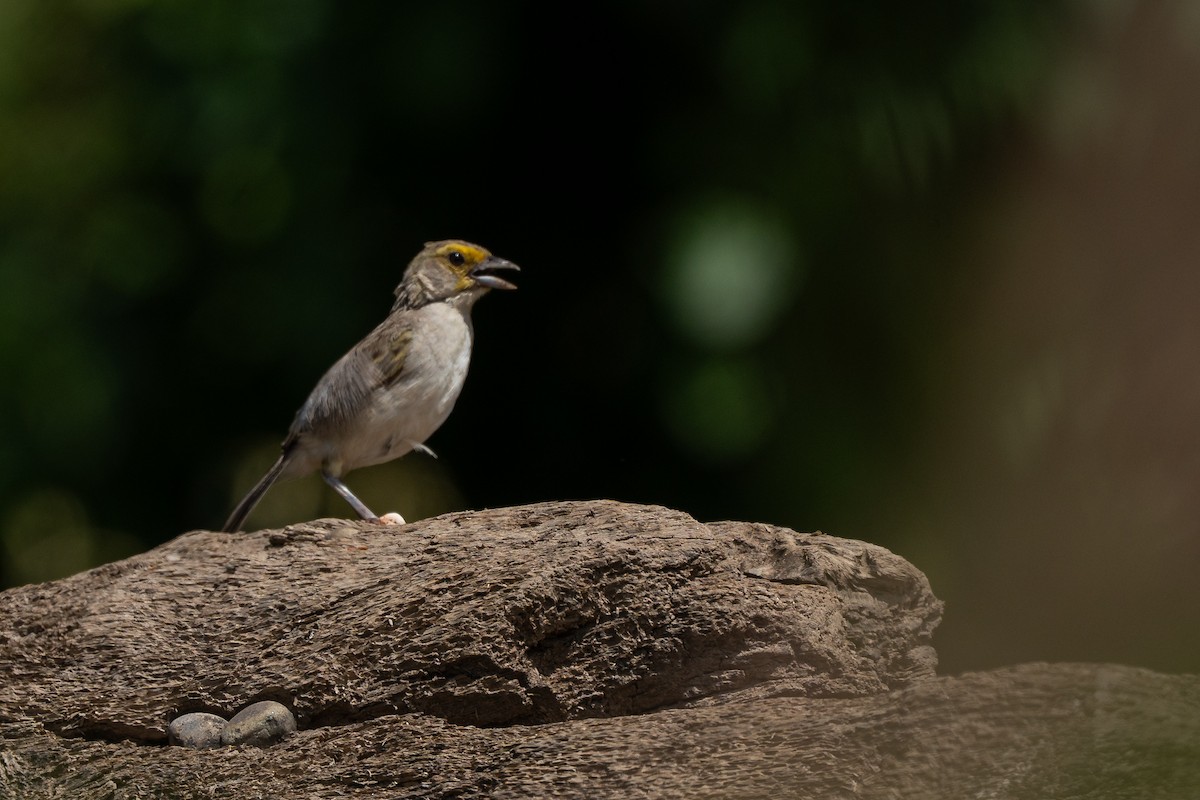 Желтощёкая овсянка-барсучок - ML644169057