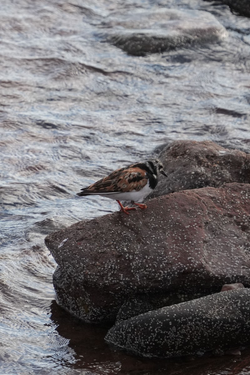 Tournepierre à collier - ML644169062