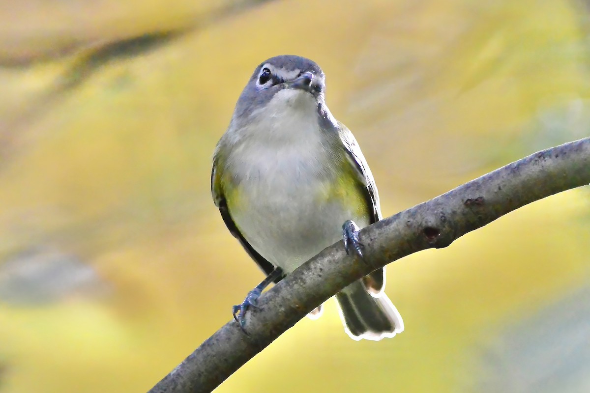 Blue-headed Vireo - ML644169101