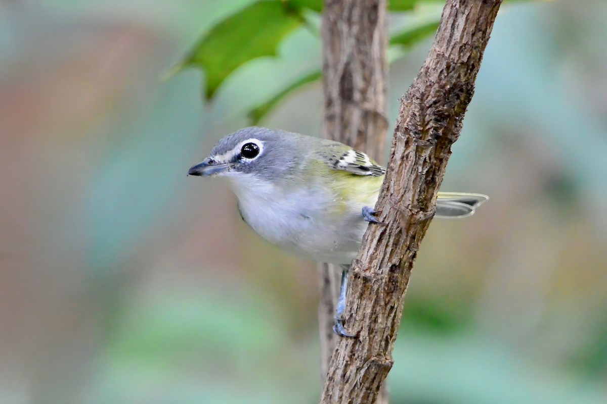 Blue-headed Vireo - ML644169102