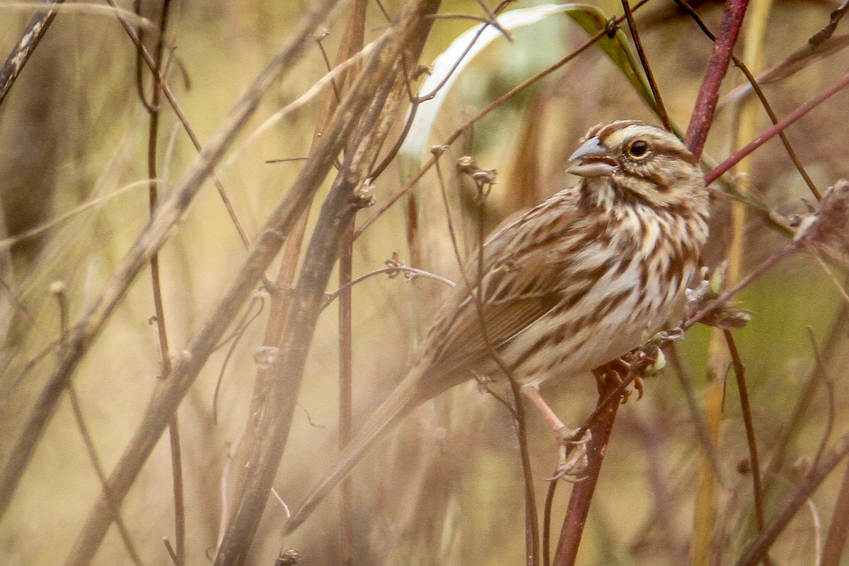 Song Sparrow - ML644169111