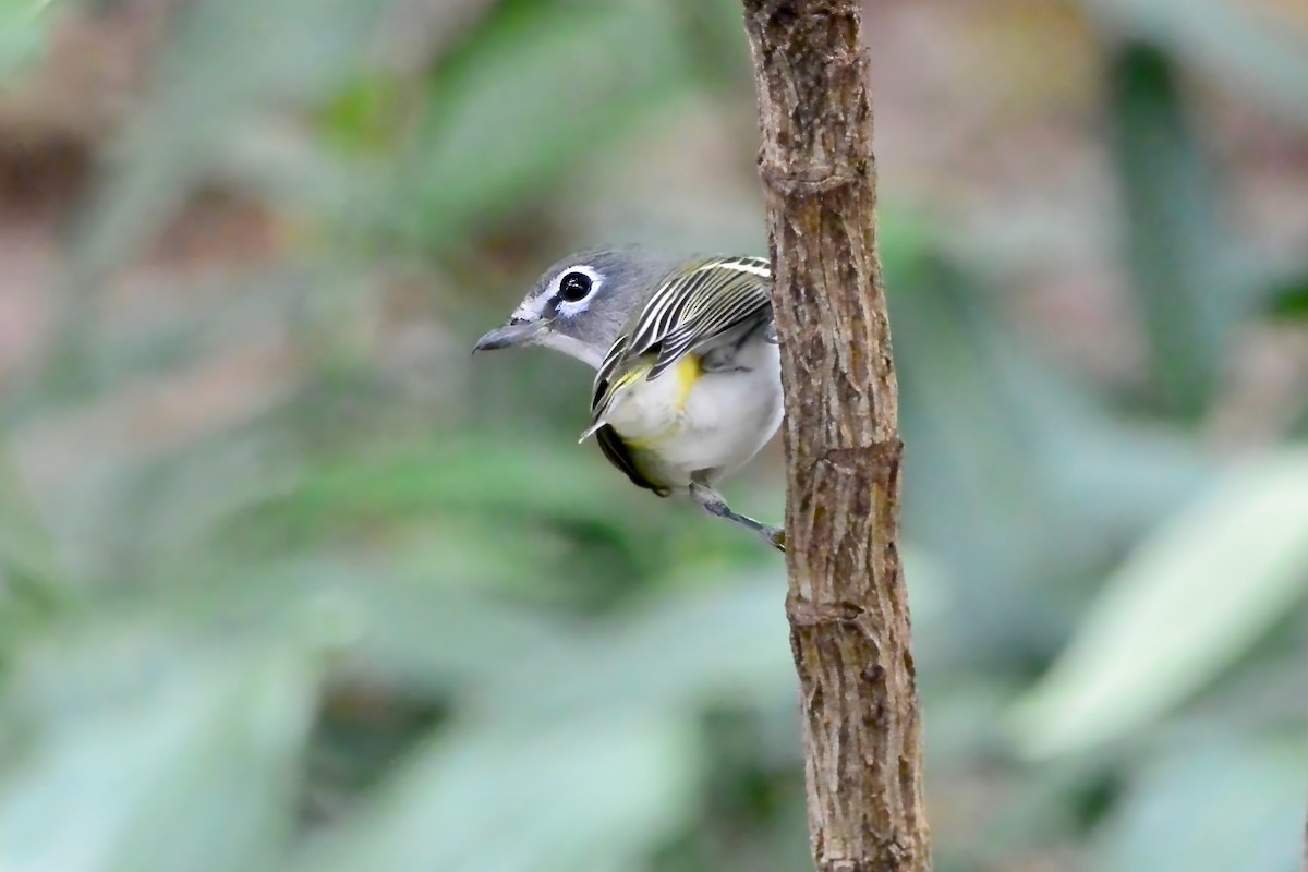Blue-headed Vireo - ML644169113