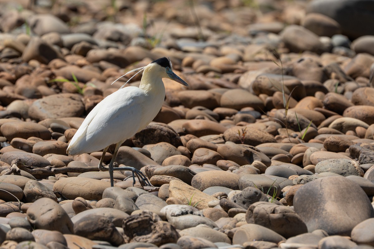 Capped Heron - ML644169143