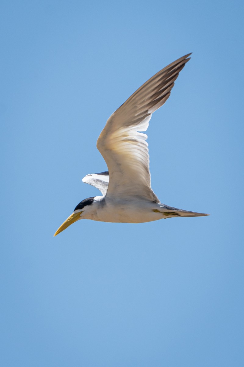 Large-billed Tern - ML644169156