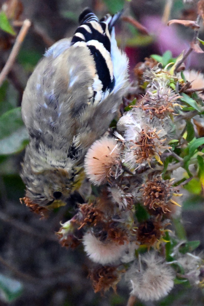 American Goldfinch - ML644169168