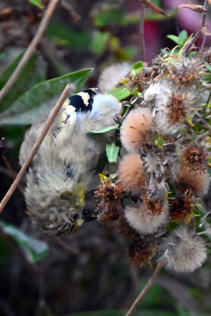 American Goldfinch - ML644169170