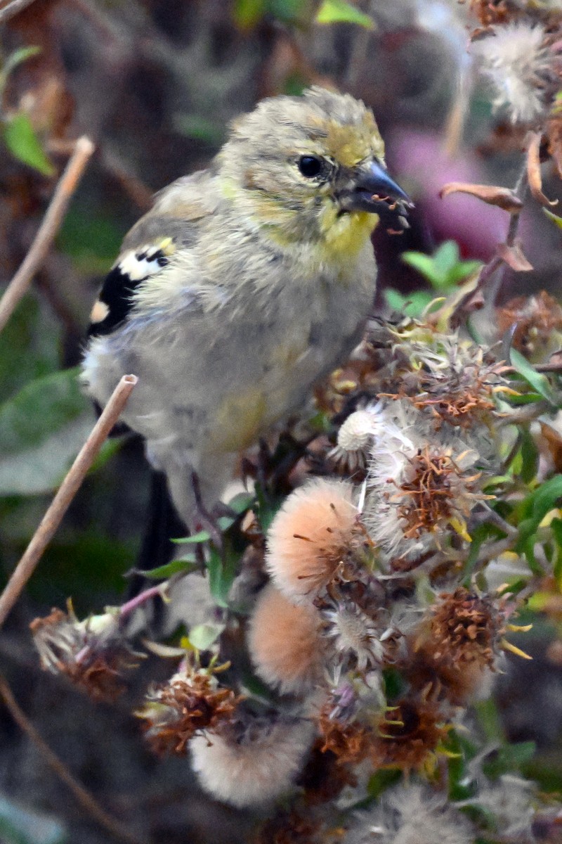 American Goldfinch - ML644169171