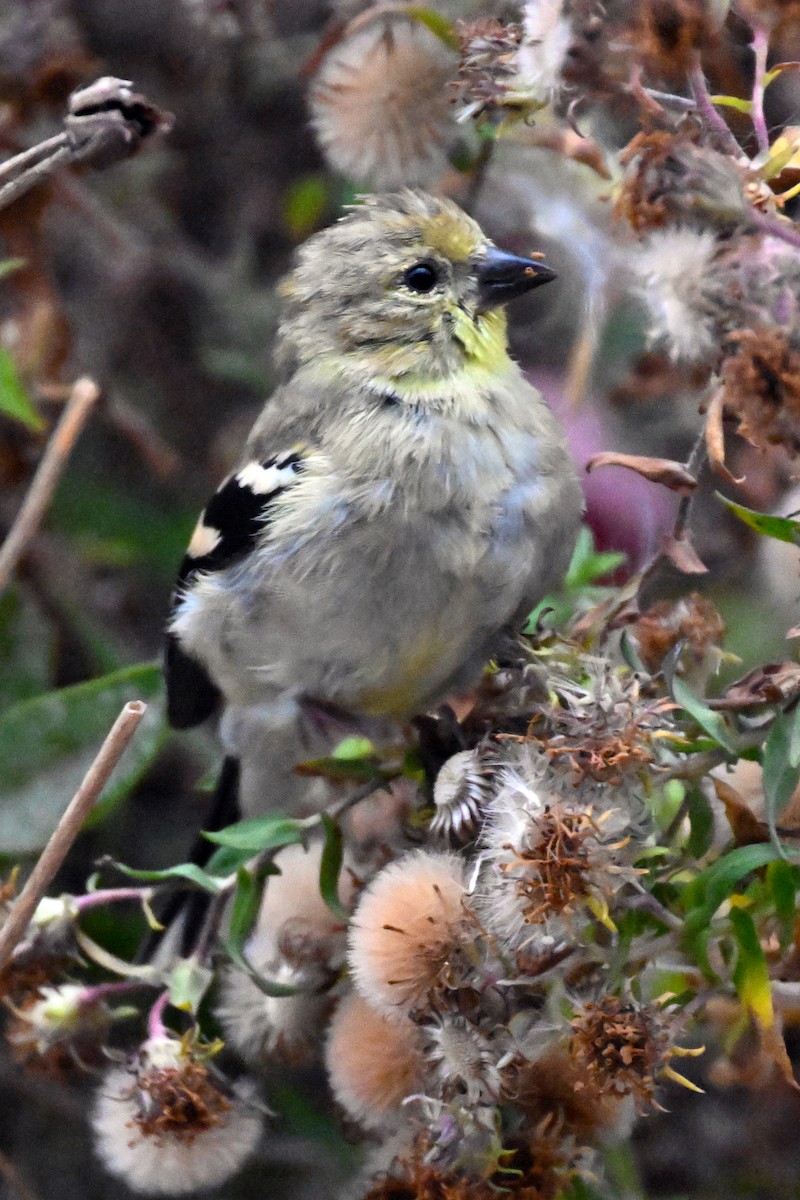 American Goldfinch - ML644169172