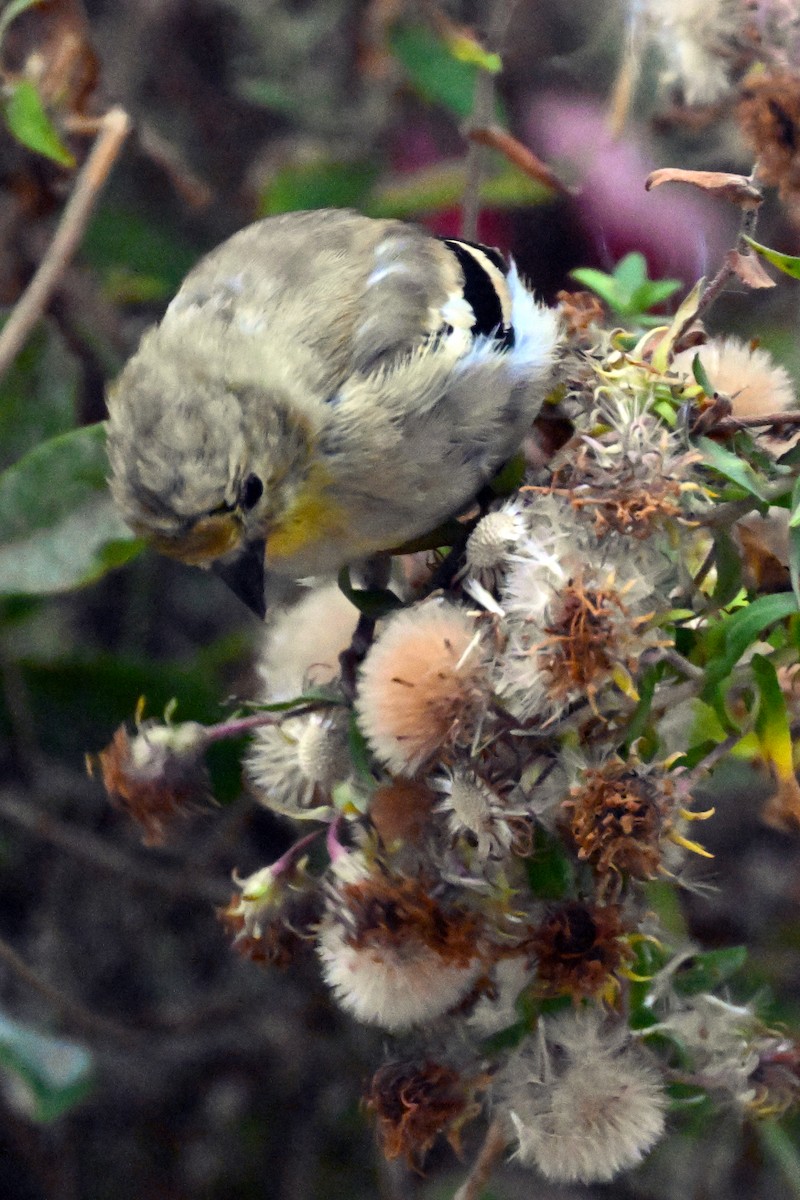 American Goldfinch - ML644169173