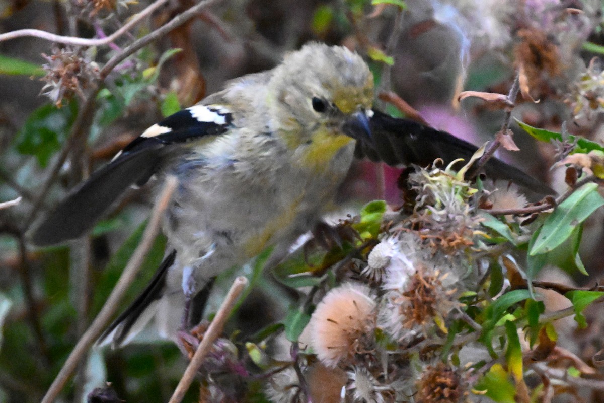 American Goldfinch - ML644169174