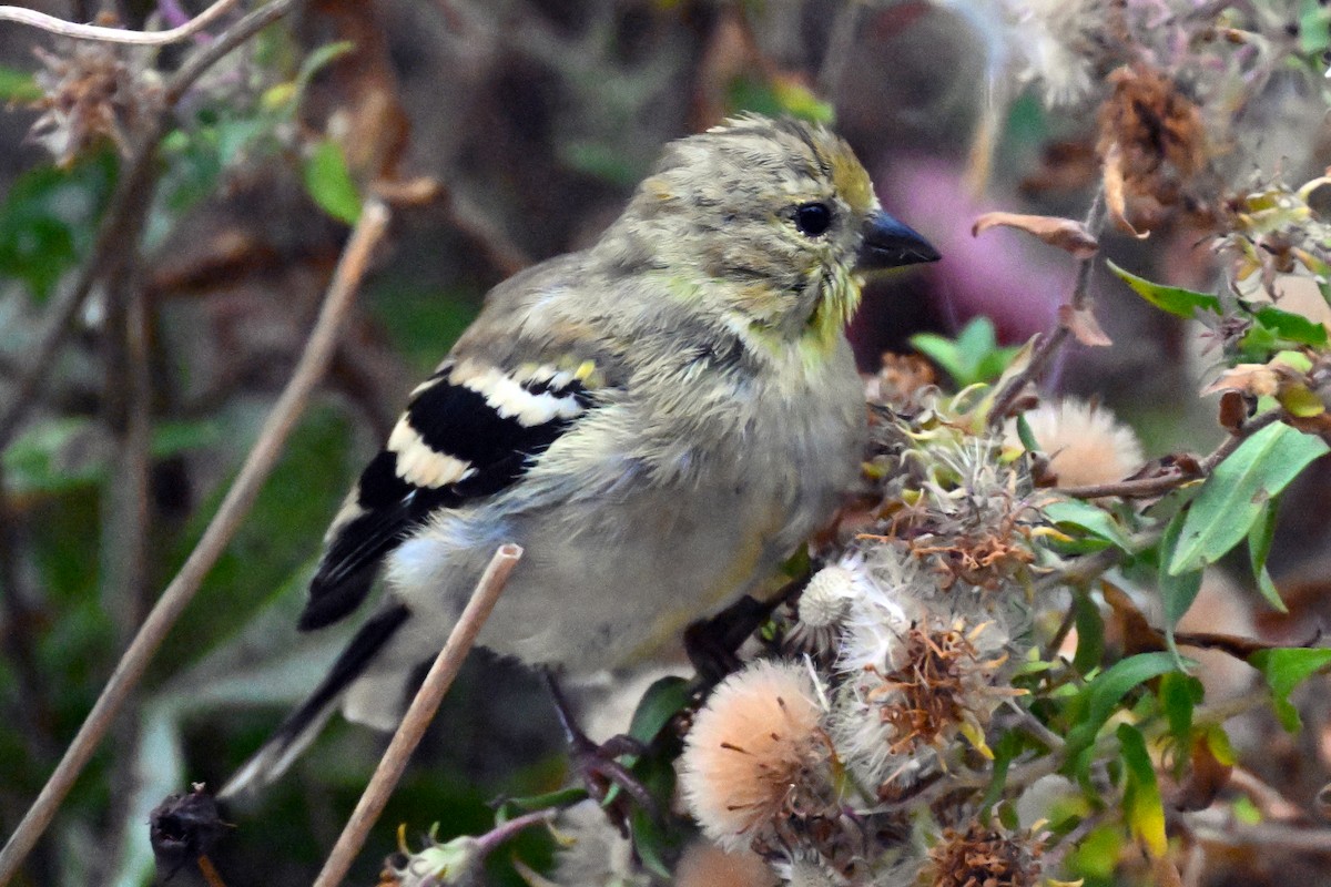 American Goldfinch - ML644169175